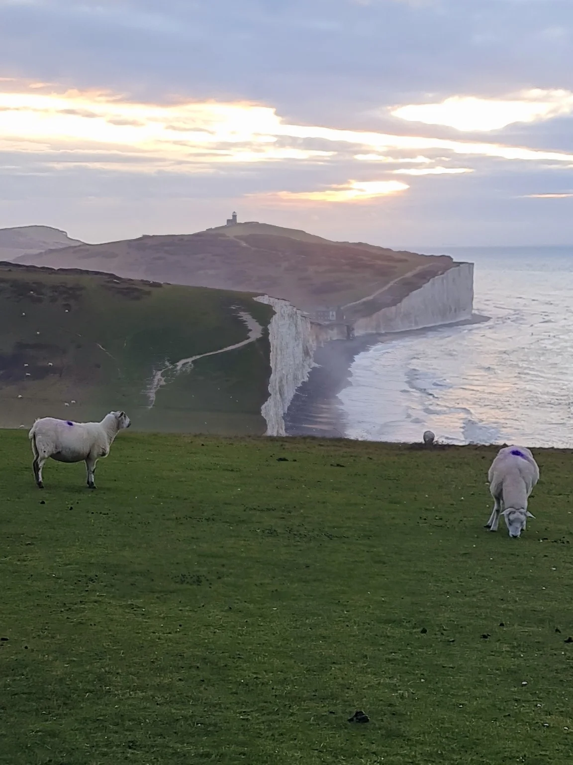 Sheep above the Sussex chalk cliffs with Belle Tout in the distance